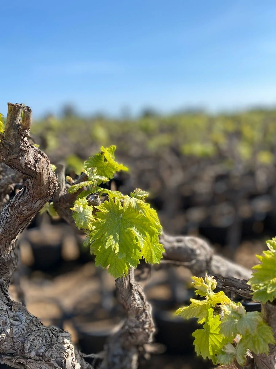 Druif, Op Stam (Vitis Vinifera) - Afbeelding 2