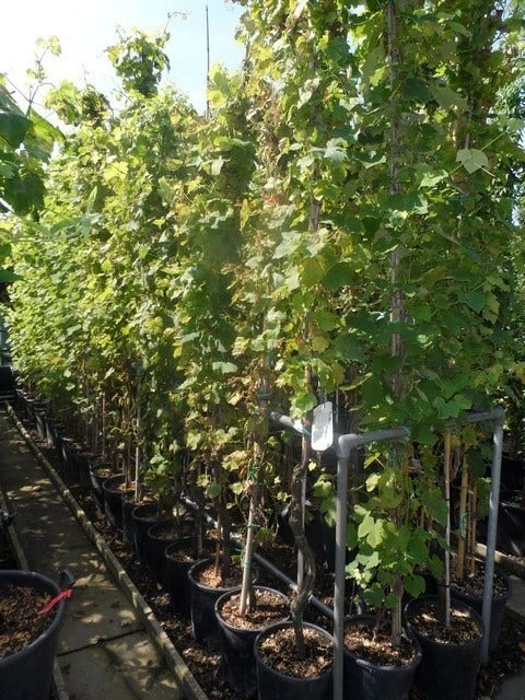 Druif, Op Stam (Vitis Vinifera) - Afbeelding 15