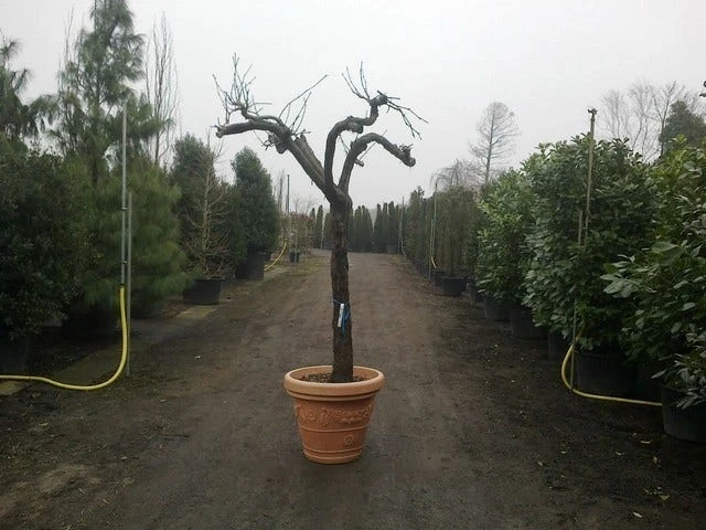 Druif, Op Stam (Vitis Vinifera) - Afbeelding 13