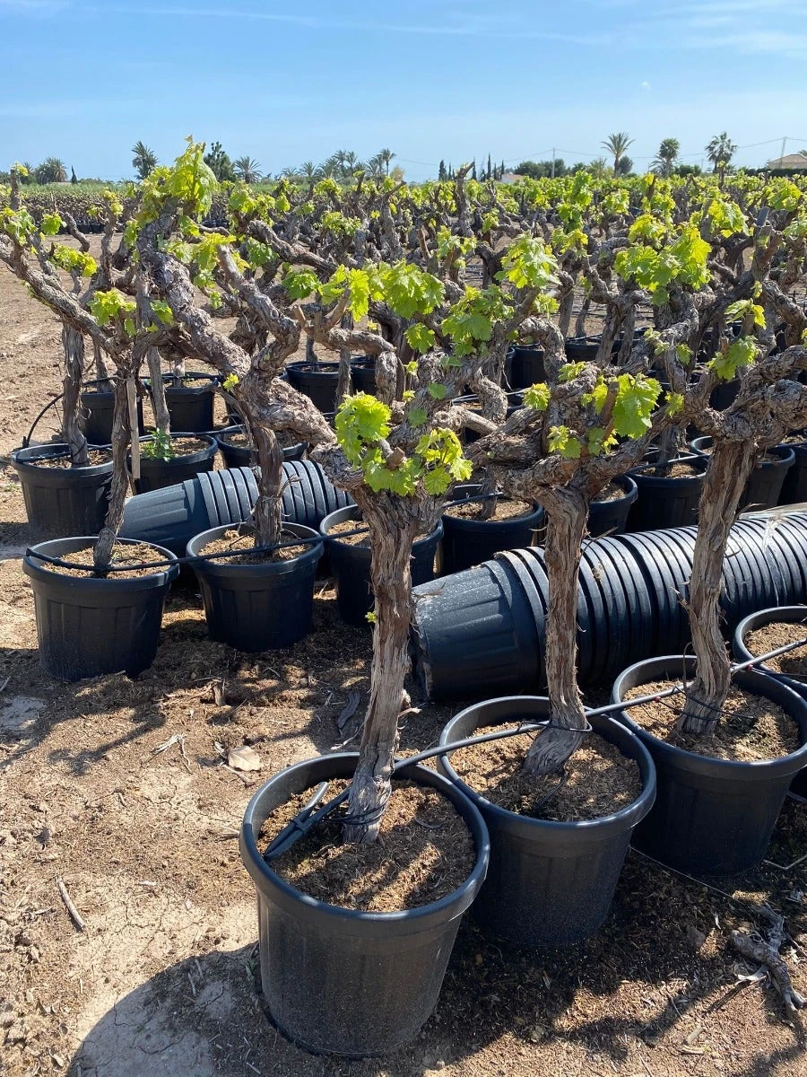 Druif, Op Stam (Vitis Vinifera) - Afbeelding 4