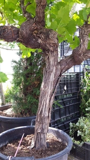 Druif, Op Stam (Vitis Vinifera) - Afbeelding 9