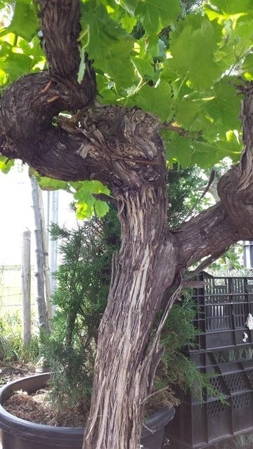 Druif, Op Stam (Vitis Vinifera) - Afbeelding 10