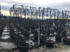 Druif Als Leivorm (Vitis Vinifera 'Red Globe')