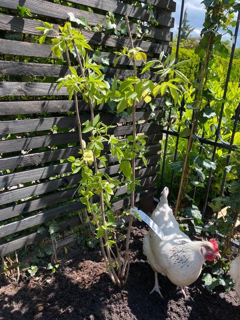 Vlier (Sambucus Nigra) - Afbeelding 3