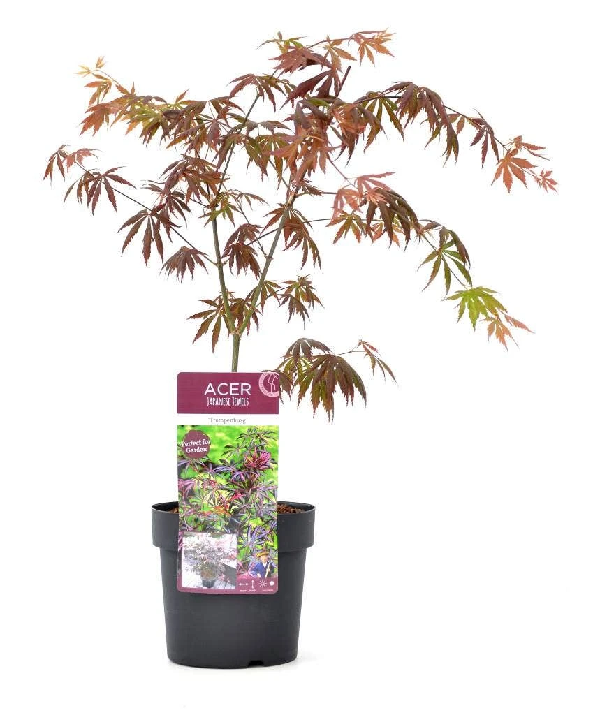 Japanse Esdoorn (Acer Palmatum 'Trompenburg') - Afbeelding 4