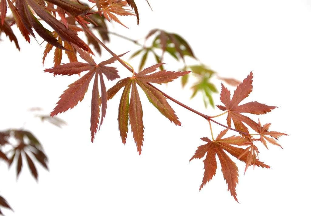 Japanse Esdoorn (Acer Palmatum 'Trompenburg') - Afbeelding 5