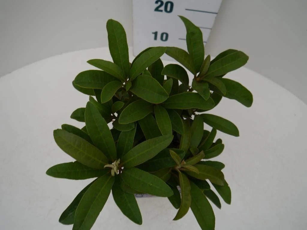 Rhododendron (Rhododendron 'Wilgen's Ruby') - Afbeelding 3