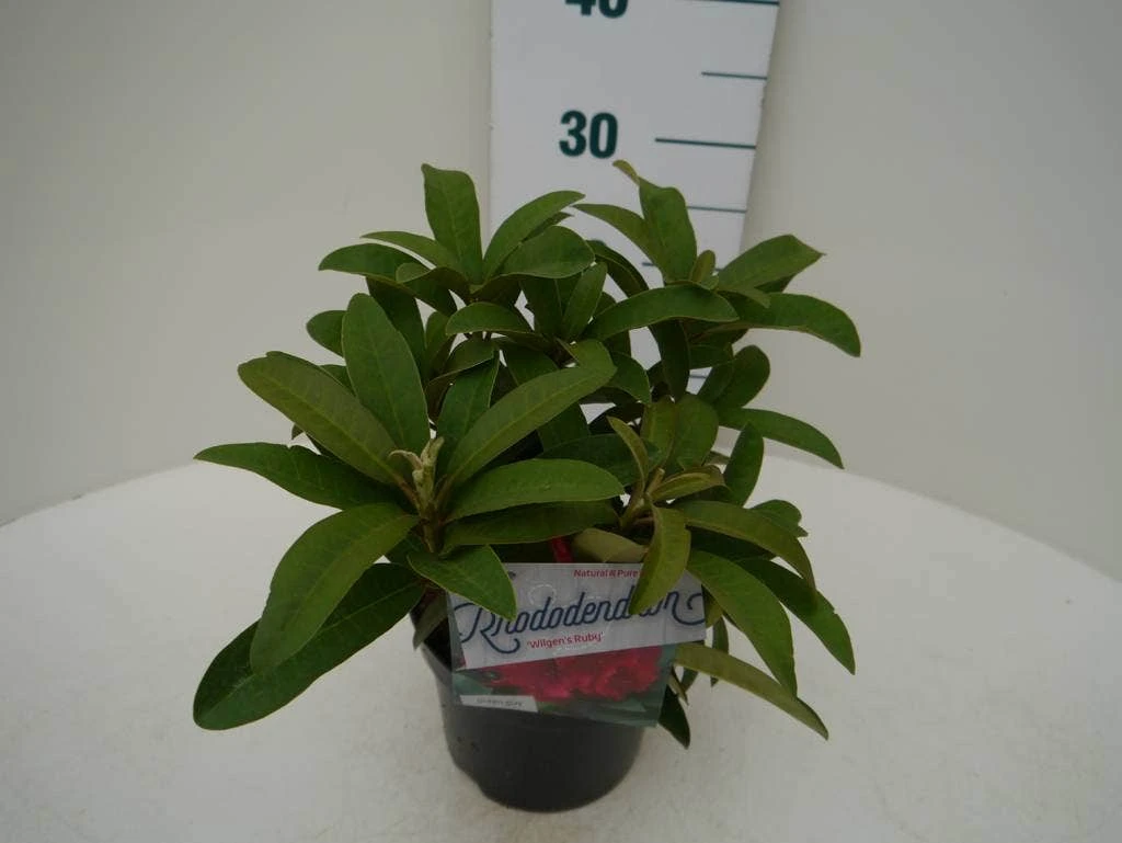 Rhododendron (Rhododendron 'Wilgen's Ruby') - Afbeelding 5