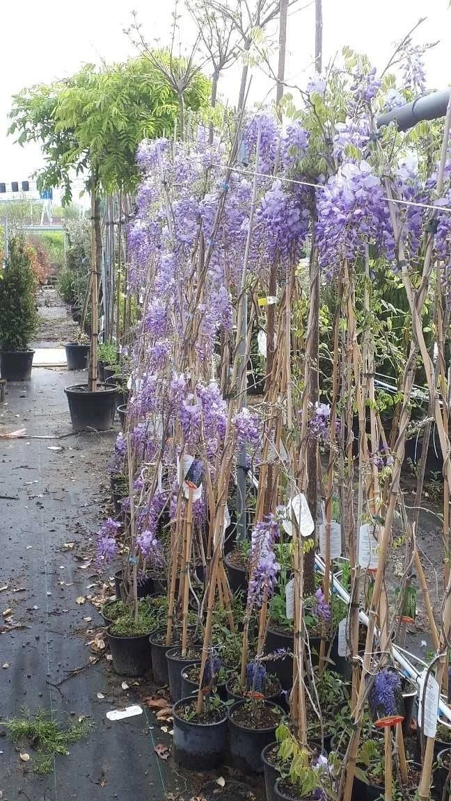 Blauwe Regen (Wisteria Sinensis 'Prolific') - Afbeelding 6