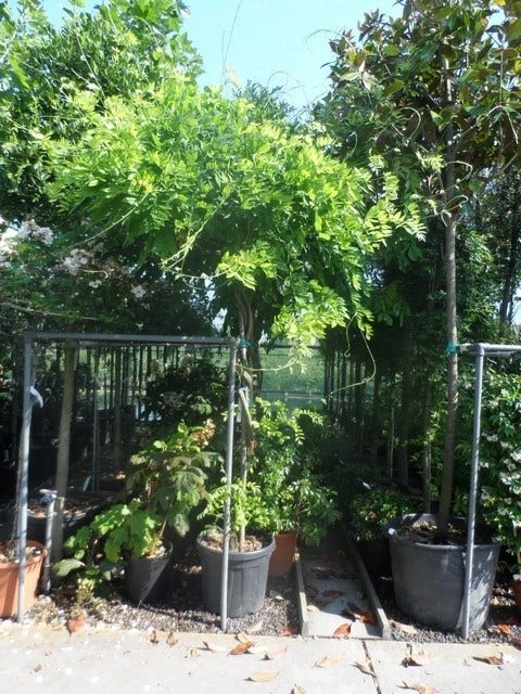 Blauwe Regen Als Boom (Wisteria Sinensis 'Prolific') - Afbeelding 3