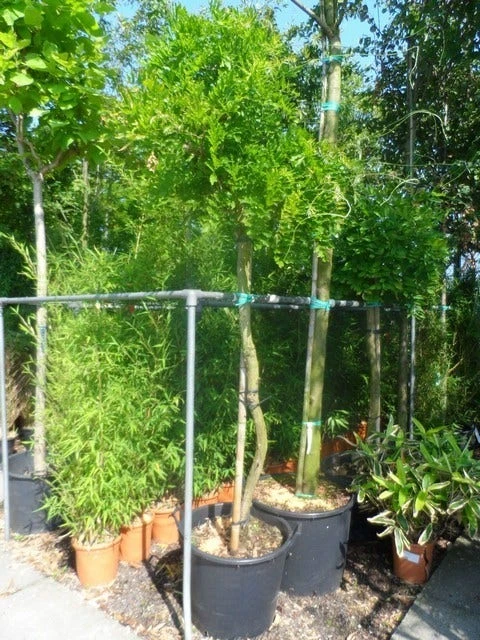 Blauwe Regen Als Boom (Wisteria Sinensis 'Prolific') - Afbeelding 2