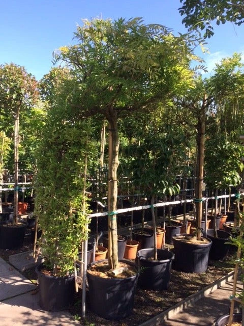 Blauwe Regen Als Boom (Wisteria Sinensis 'Prolific') - Afbeelding 4