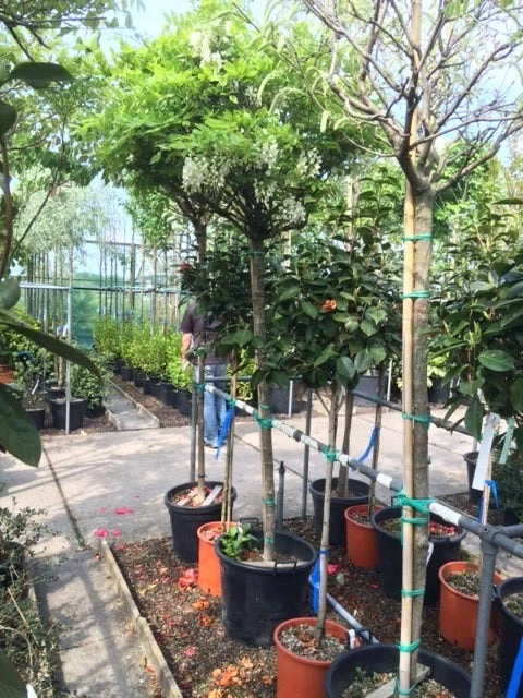 Blauwe Regen Als Boom (Wisteria Sinensis 'Alba') - Afbeelding 2