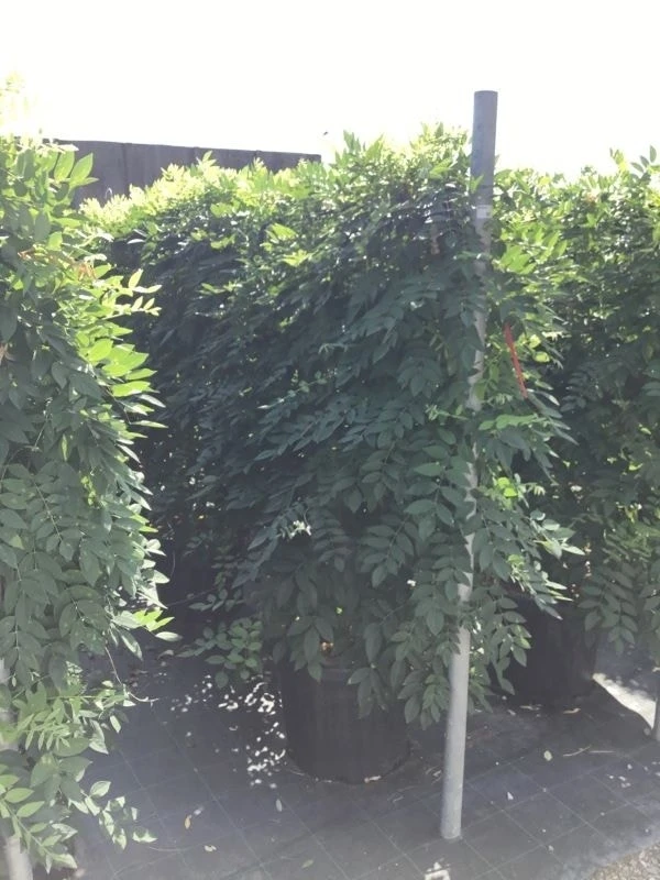 Blauwe Regen Als Leivorm (Wisteria Brachybotrys 'Yokohama Fuji') - Afbeelding 4