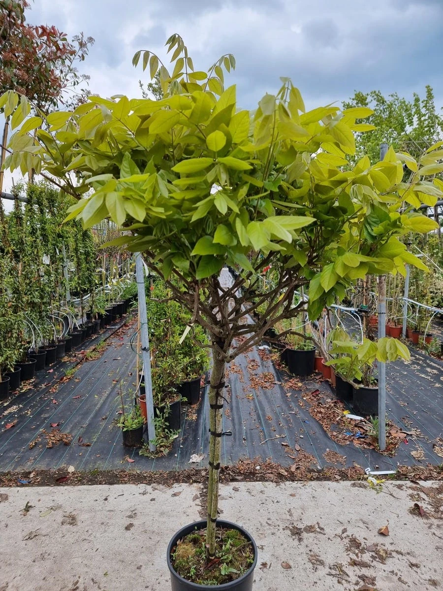 Blauwe Regen Op Stam (Wisteria Sinensis 'Rose') - Afbeelding 2