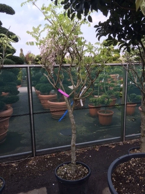 Blauwe Regen Als Boom (Wisteria Sinensis 'Prolific') - Afbeelding 5