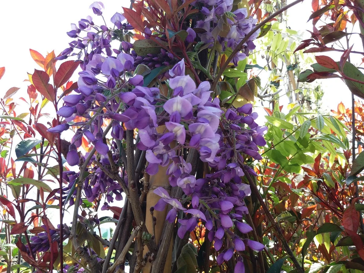 Blauwe Regen (Wisteria Sinensis 'Prolific') - Afbeelding 8