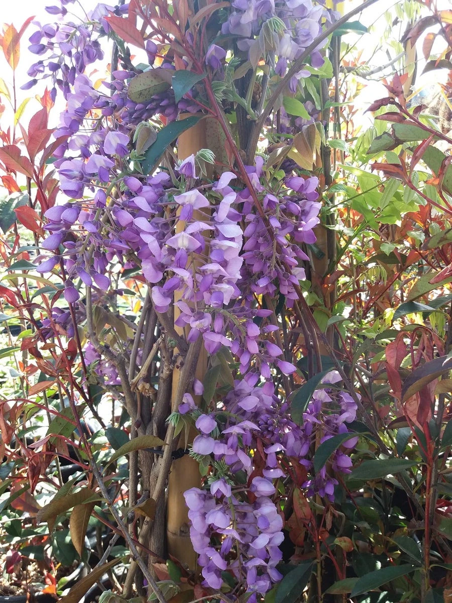 Blauwe Regen (Wisteria Sinensis 'Prolific') - Afbeelding 9