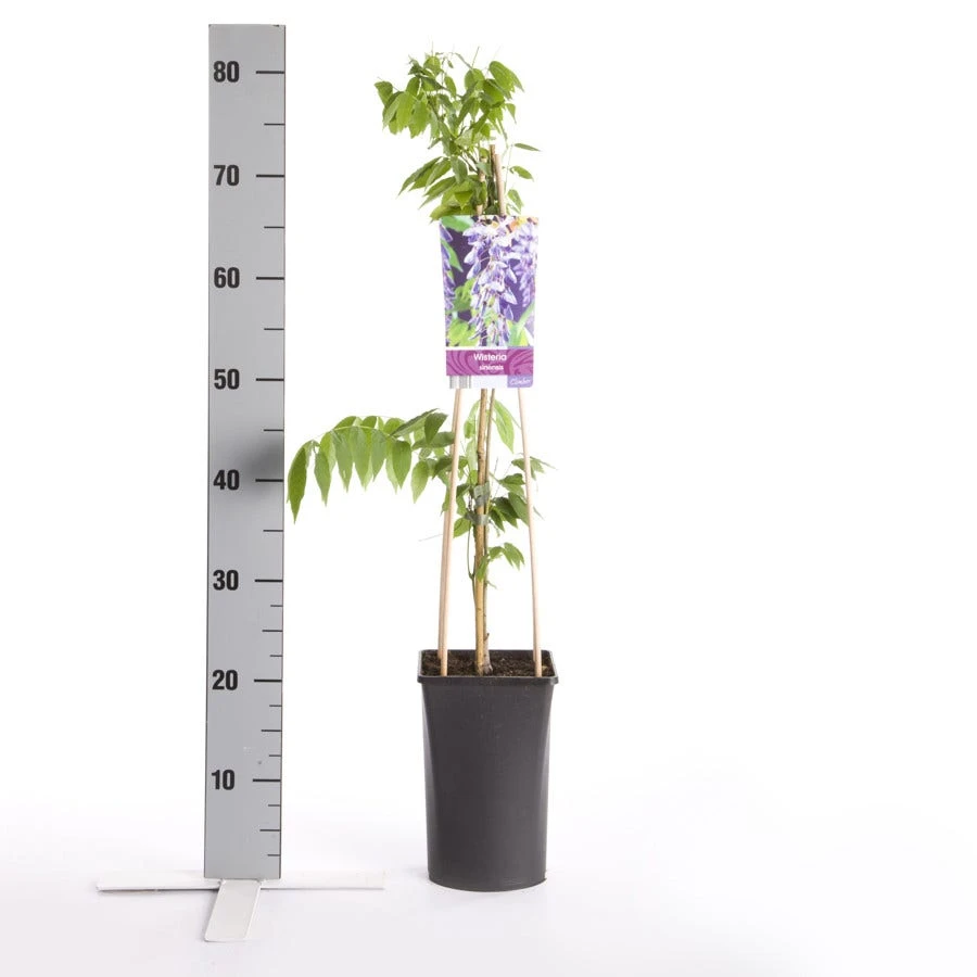 Blauwe Regen (Wisteria Sinensis) - Afbeelding 4