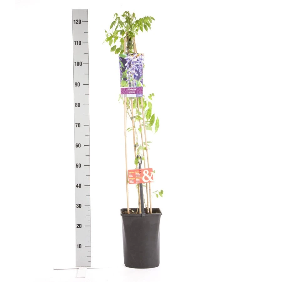 Blauwe Regen (Wisteria Sinensis) - Afbeelding 3