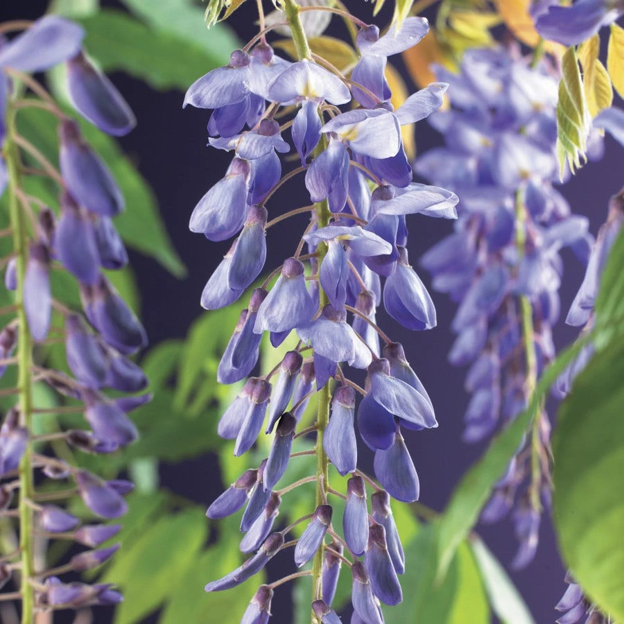 Blauwe Regen (Wisteria Sinensis) - Afbeelding 2
