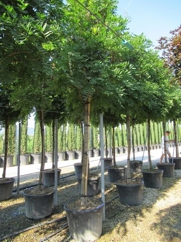 Blauwe Regen Als Boom (Wisteria Sinensis 'Prolific') - Afbeelding 7