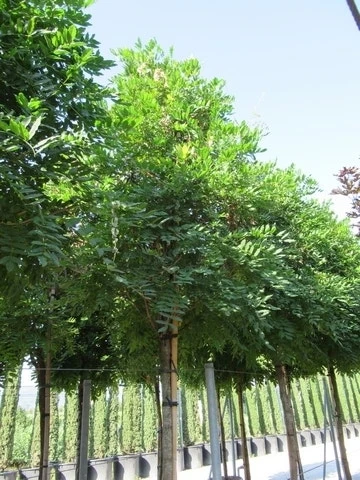 Blauwe Regen Als Boom (Wisteria Sinensis 'Prolific') - Afbeelding 6