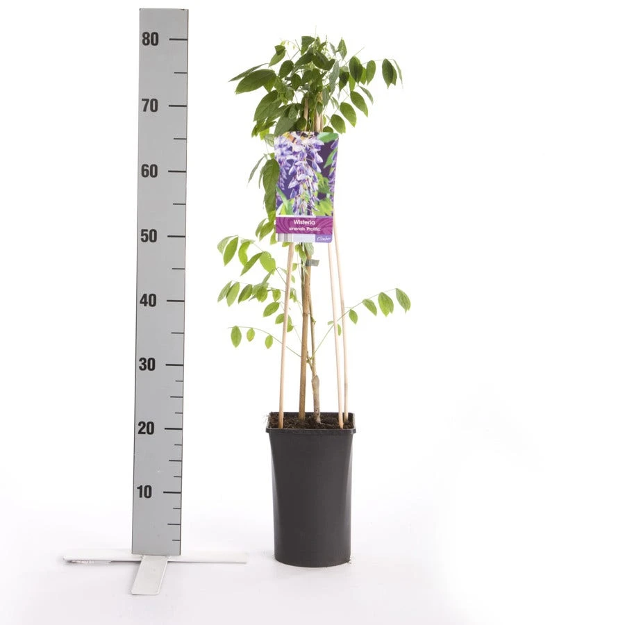 Blauwe Regen (Wisteria Sinensis 'Prolific') - Afbeelding 5