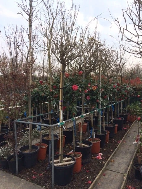 Blauwe Regen Als Boom (Wisteria Sinensis 'Alba') - Afbeelding 3