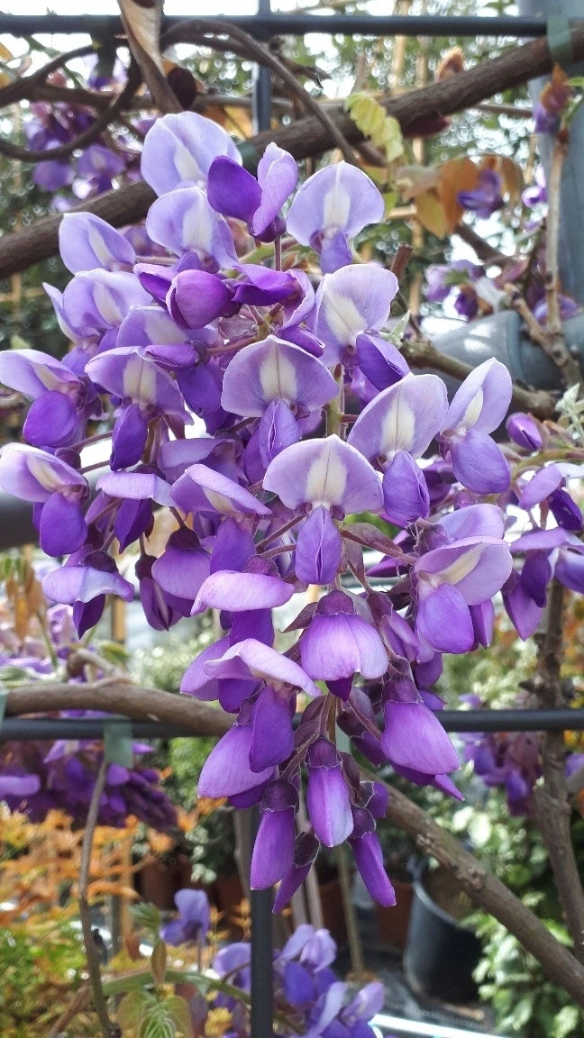 Blauwe Regen Als Dakboom (Wisteria Brachybotrys 'Yokohama Fuji') - Afbeelding 2