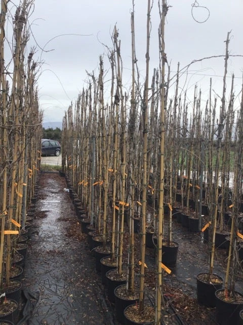 Blauweregen (Wisteria Sinensis 'Caroline') - Afbeelding 2