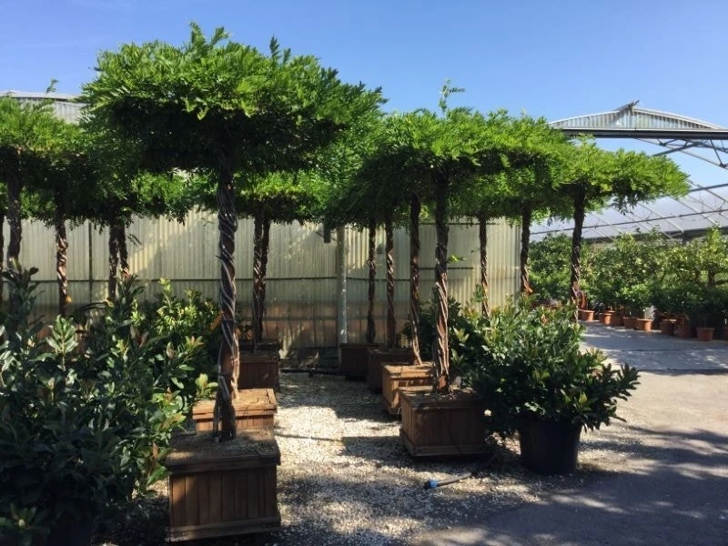 Blauwe Regen Als Dakboom (Wisteria Chinensis 'Blue Sapphire')