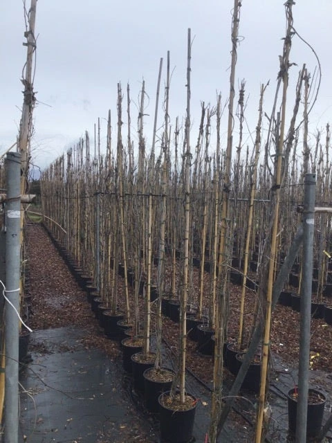 Blauweregen (Wisteria Floribunda 'Domino') - Afbeelding 2