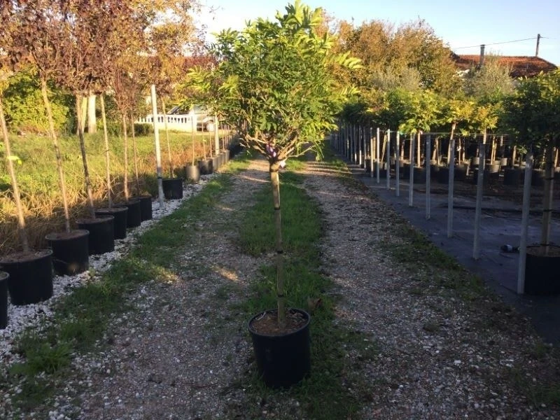 Blauwe Regen Als Halfstam (Wisteria Floribunda 'Issai') - Afbeelding 2