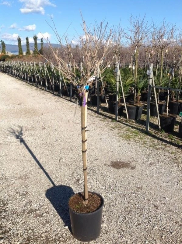 Blauwe Regen Als Halfstam (Wisteria Floribunda 'Issai') - Afbeelding 3