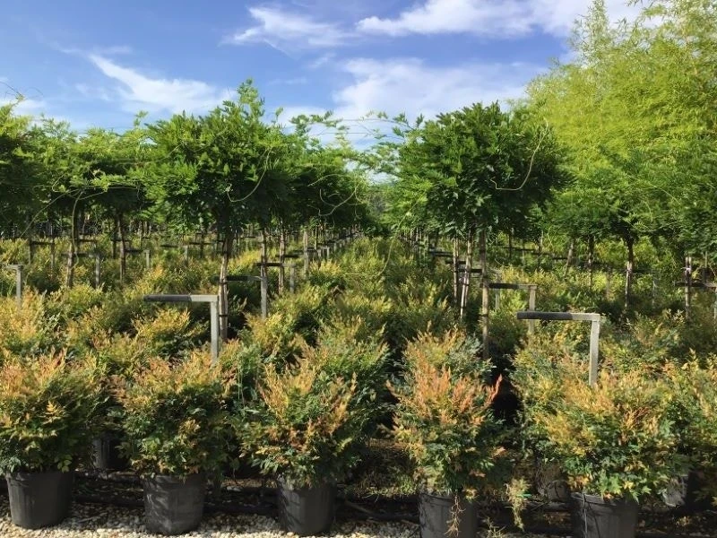 Blauwe Regen Als Halfstam (Wisteria Floribunda 'Issai')
