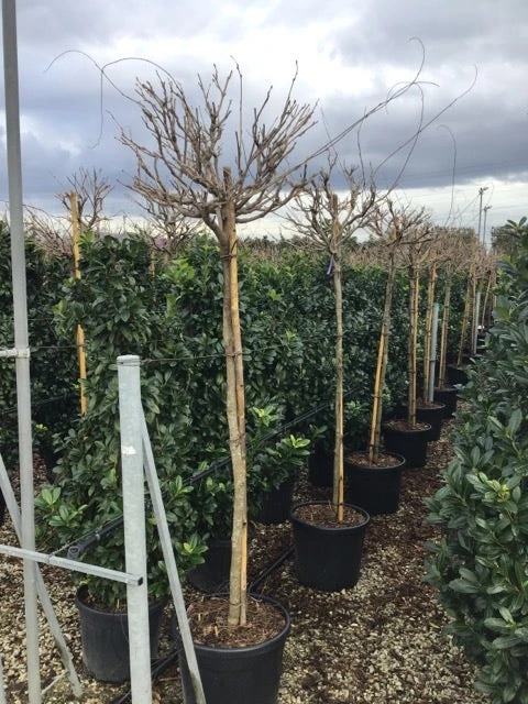 Blauwe Regen Als Boom (Wisteria Formosa 'Issai') - Afbeelding 2