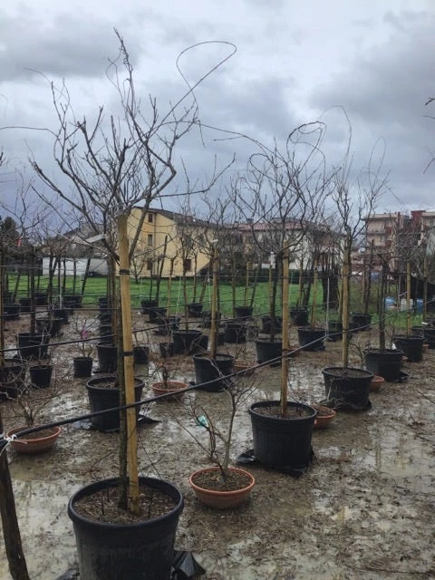 Blauweregen Als Boom (Wisteria Floribunda 'Snow Showers') - Afbeelding 2