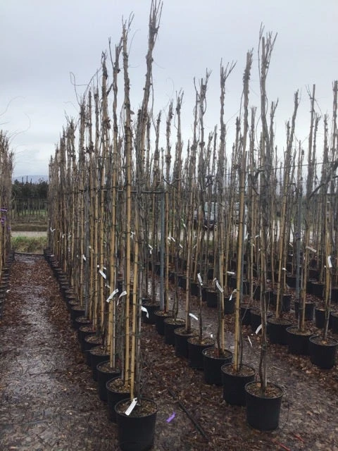 Blauweregen (Wisteria Floribunda 'Snow Showers') - Afbeelding 2