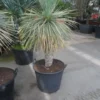 Palmlelie (Yucca Rostrata)